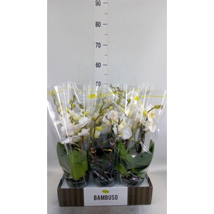 Phalaenopsis   ...white