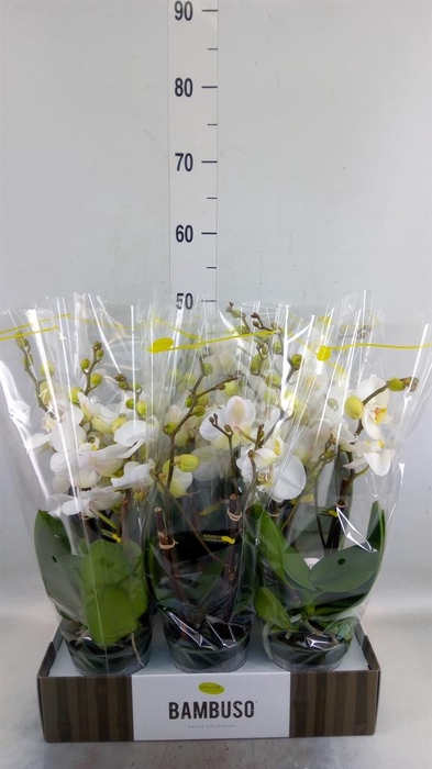 <h4>Phalaenopsis   ...white</h4>