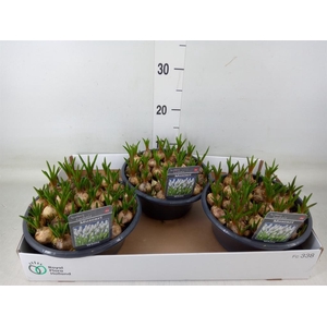 Muscari  'Casablanca'