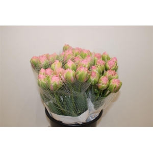 Tulipe Hybride Strawberry Cream