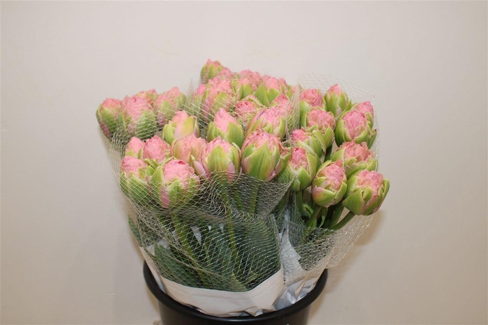 <h4>Tulipe Hybride Strawberry Cream</h4>