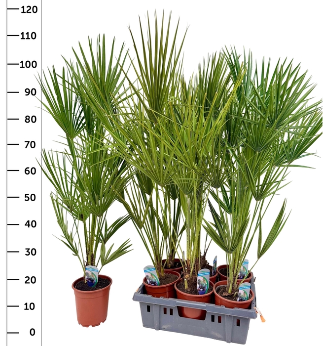 <h4>CHAM HUMILIS</h4>