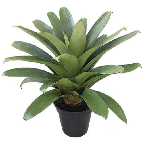 <h4>BROMELIA IMPERIAL P27 VERDE</h4>