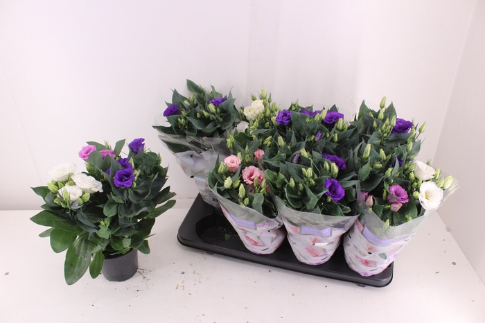 <h4>EUST JULIETTA GEM</h4>