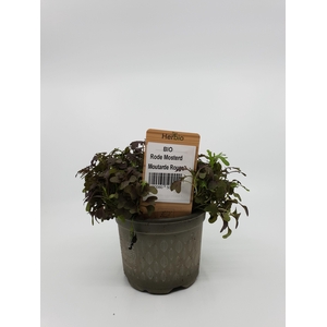 Mosterdfrills rood P12 HERBIO steker