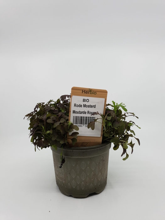 <h4>Mosterdfrills rood P12 HERBIO steker</h4>