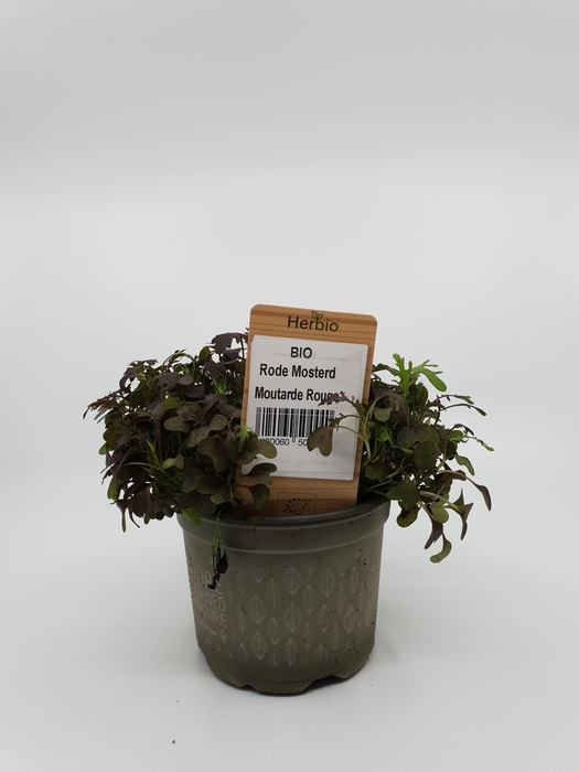 <h4>Mosterdfrills rood P12 HERBIO steker</h4>