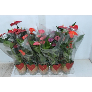 ANTHURIUM VARIADO P12