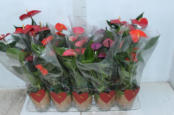 <h4>ANTHURIUM VARIADO P12</h4>