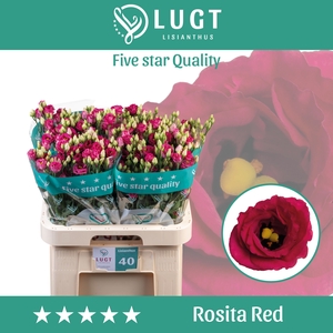 Lisianthus Rosita Red