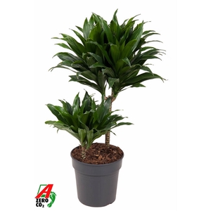 Dracaena Compacta 30-10