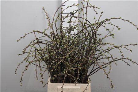 <h4>Kersenbloesem P Bos</h4>