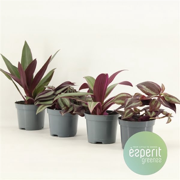 Tradescantia Mix 3-4 srt