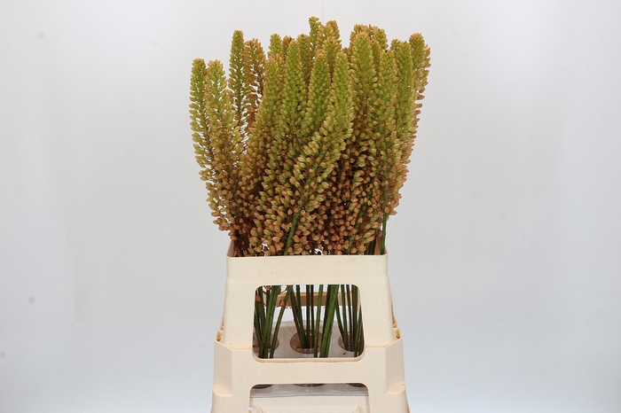 <h4>Eremurus Emmy Ro</h4>