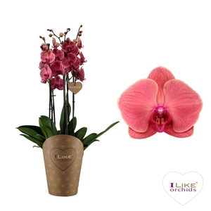 Duetto Asian Coral - 5 tak