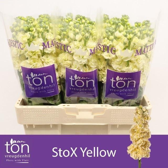 <h4>Matth Stox Yellow N L</h4>