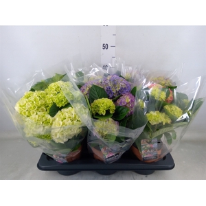 Hydrangea mac.   ...mix