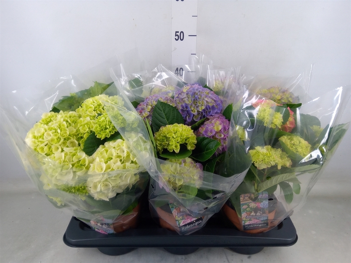<h4>Hydrangea mac.   ...mix</h4>