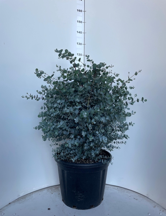 <h4>EUCAL GUNNII</h4>