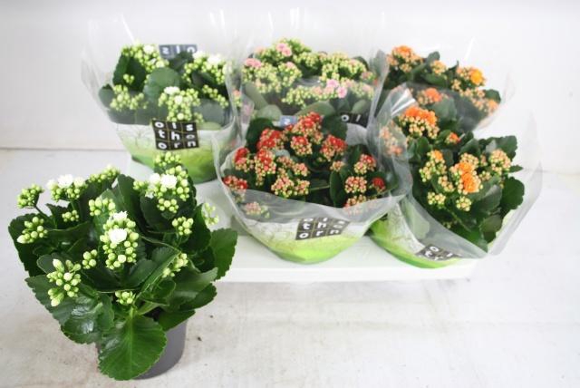 <h4>KAL GE GEM 4 KL</h4>