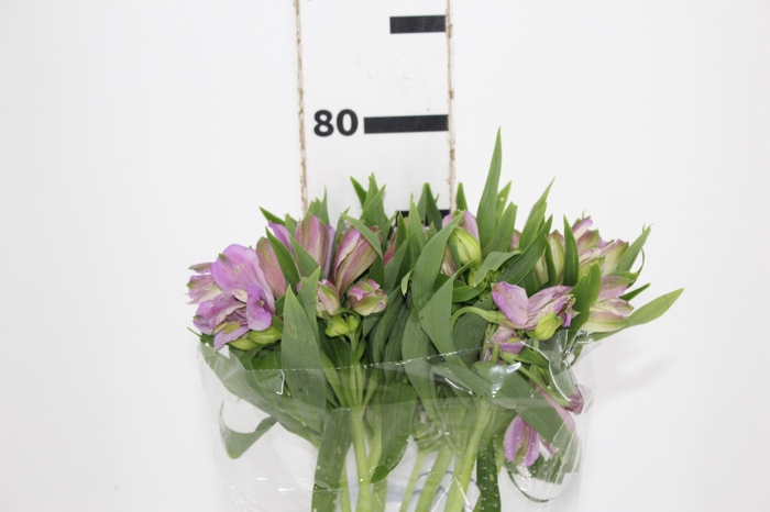<h4>ALSTROEMERIA PLATINA 080 CM</h4>