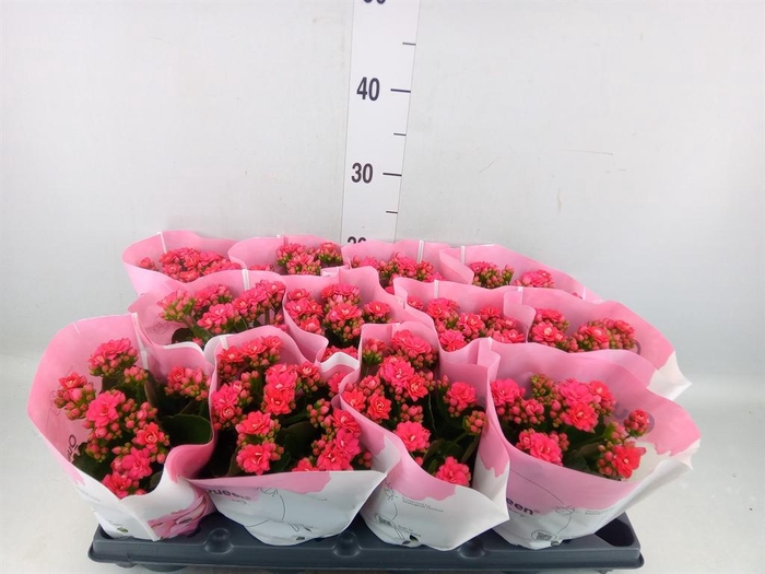 <h4>Kalanchoe   ...</h4>