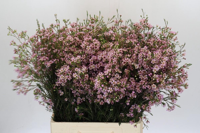 <h4>CHAME UN PINK DREAM</h4>