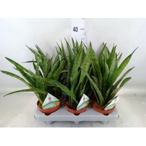 Sansevieria zeylanica 'Greenline'