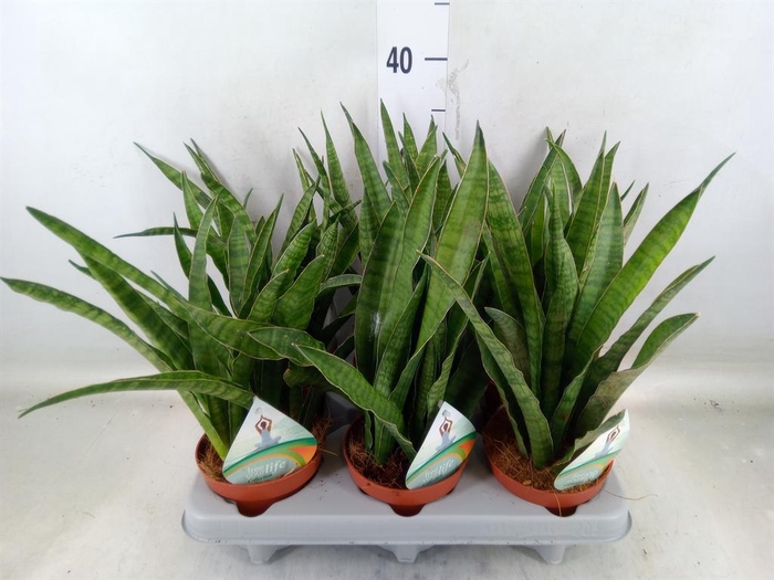 <h4>Sansevieria zeylanica 'Greenline'</h4>