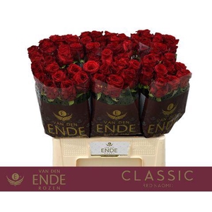 R GR RED NAOMI! CLASSIC 55cm