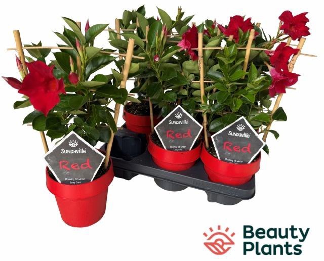 <h4>MANDE SUN RED</h4>