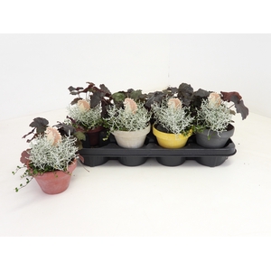 ARR TUINPLANTEN