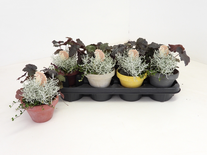 <h4>ARR TUINPLANTEN</h4>