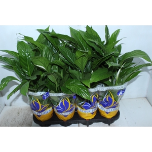 SPATHIPHYLLUM COM FLOR P15