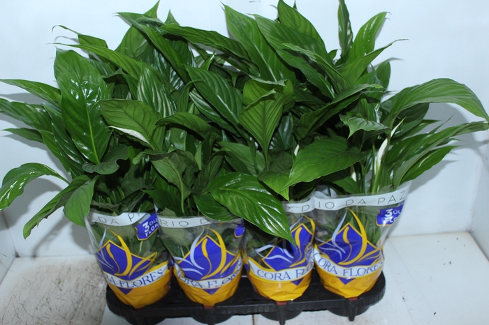 <h4>SPATHIPHYLLUM COM FLOR P15</h4>