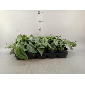 Scindapsus pictus 'Trebie'