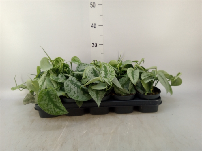 <h4>Scindapsus pictus 'Trebie'</h4>