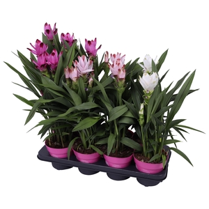 Curcuma 14cm - mix 3 kleuren 4+ bloem