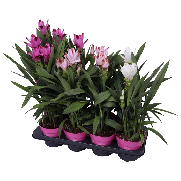 <h4>Curcuma 14cm - mix 3 kleuren</h4>