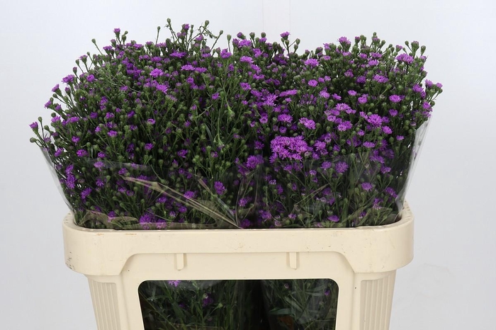 <h4>Aster Baby Pink</h4>