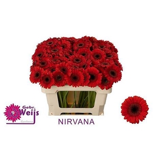 Gerbera mini Nirvana