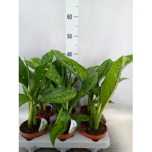 Dieffenbachia