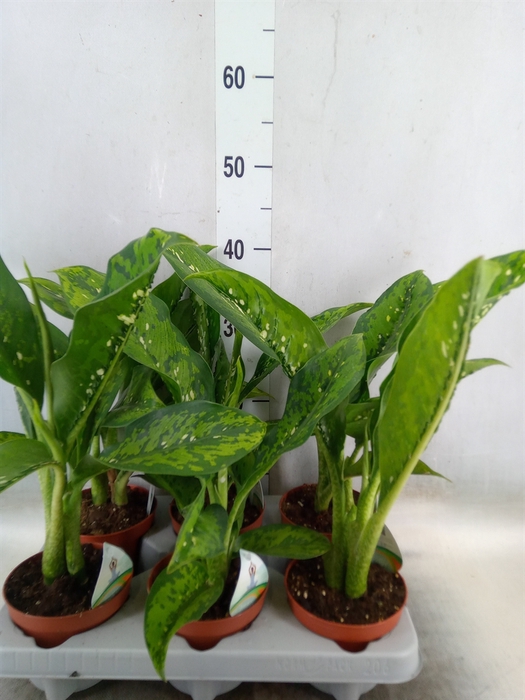 <h4>Dieffenbachia</h4>