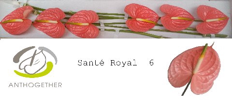 <h4>ANTH A SANTE ROYAL 6</h4>