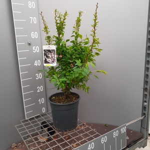 PRUN INC KOJOU-NO-MA