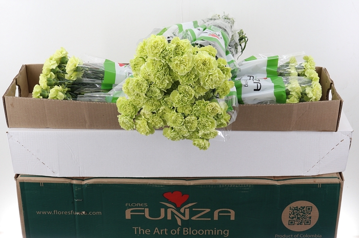 Di St Marty/ donker groen Box