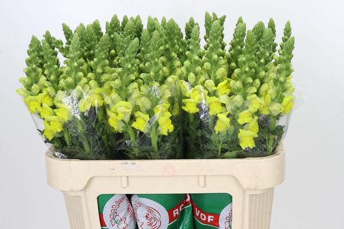 <h4>Antirrhinum Legend Yellow</h4>
