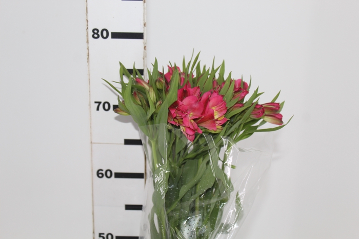 <h4>ALSTROEMERIA ALYNA 080 CM</h4>