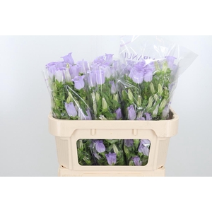 Campanula Cham Lavender