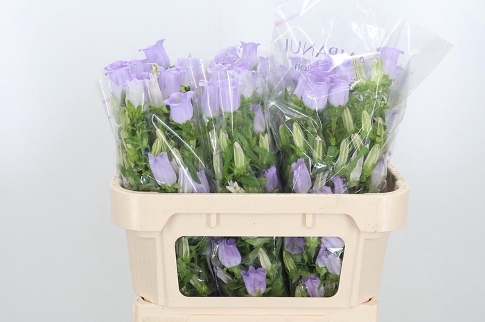 <h4>Campanula Cham Lavender</h4>